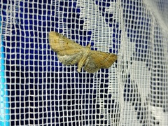 Eupithecia simpliciata