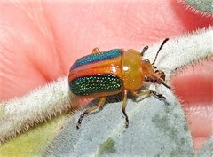 Calomela parilis