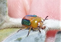 Calomela parilis