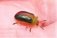 Calomela parilis