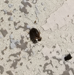 Lepinotus patruelis