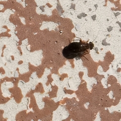 Lepinotus patruelis
