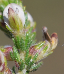 Aspalathus hispida hispida