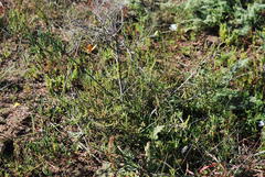 Aspalathus hispida hispida