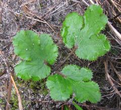 Chamarea gracillima