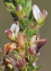 Aspalathus hispida hispida