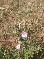 Ononis spinosa spinosa
