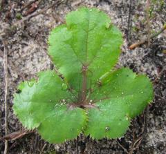 Chamarea gracillima