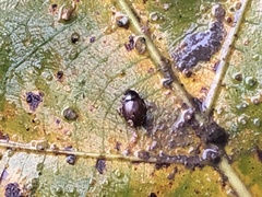 Coleoptera