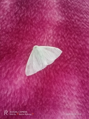 Arctornis submarginata