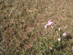 Ononis spinosa spinosa