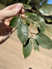 Excoecaria dallachyana