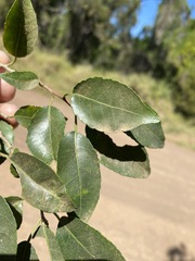 Excoecaria dallachyana