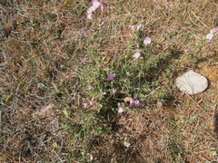 Ononis spinosa spinosa