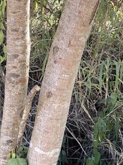 Excoecaria dallachyana