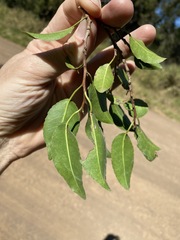 Excoecaria dallachyana