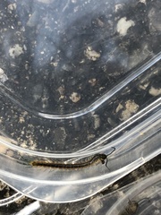 Scolopendra japonica