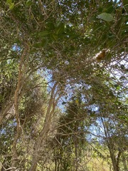 Excoecaria dallachyana