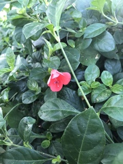 Barleria repens