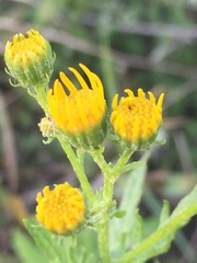 Jacobaea grandidentata