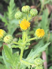Jacobaea grandidentata