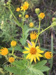 Jacobaea grandidentata