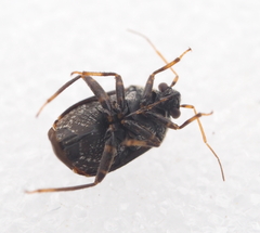 Charagochilus weberi