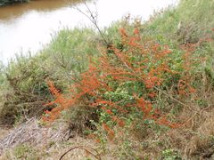 Combretum microphyllum