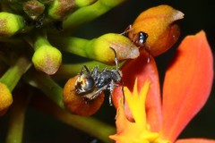 Polyrhachis aurea
