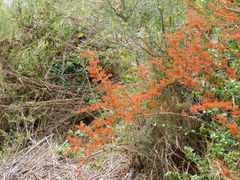 Combretum microphyllum