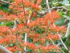 Combretum microphyllum