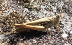 Chorthippus brunneus