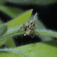 Oxyopes variabilis