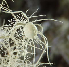 Usnea florida
