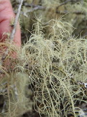 Usnea florida