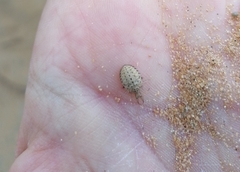 Myrmeleon formicarius