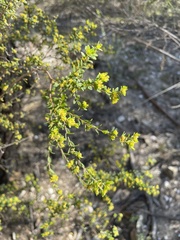 Pimelea hewardiana