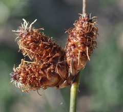 Hellmuthia membranacea