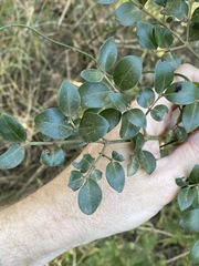 Psydrax odorata buxifolia