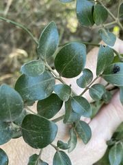 Psydrax odorata buxifolia