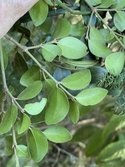 Psydrax odorata buxifolia