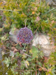 Hylotelephium anacampseros