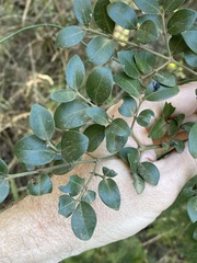 Psydrax odorata buxifolia