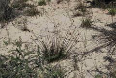 Hellmuthia membranacea