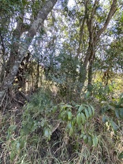 Psydrax odorata buxifolia