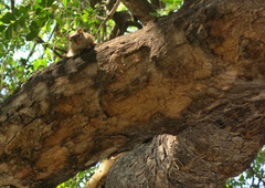 Paraxerus cepapi cepapi