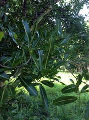 Rhopalocarpus lucidus