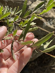Denhamia cunninghamii