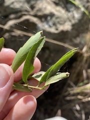 Denhamia cunninghamii