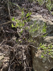 Denhamia cunninghamii